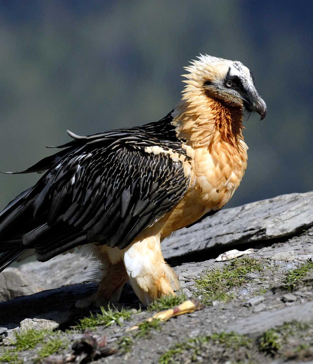 Vida silvestre: Flora y Fauna